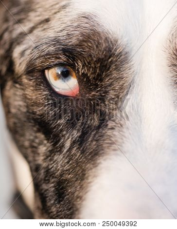 Wild Canine Eye Looks Right At Viewer Black And White Fur