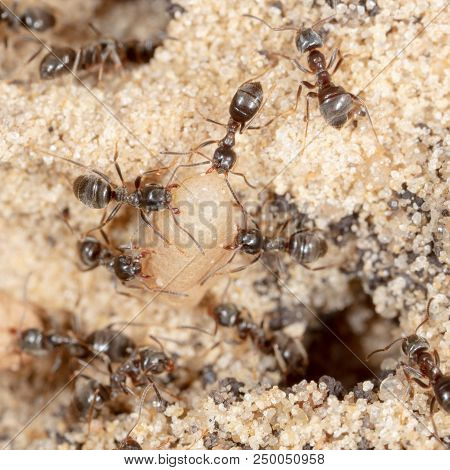 Ants And Formic Eggs In Nature. Macro