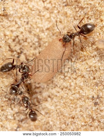 Ants And Formic Eggs In Nature. Macro