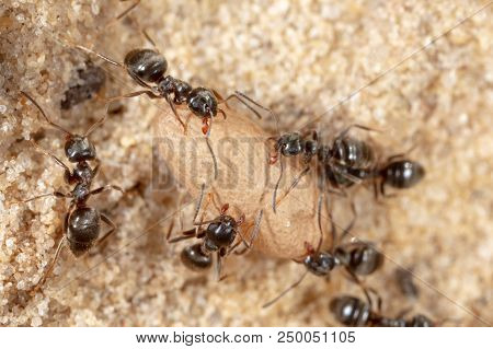 Ants And Formic Eggs In Nature. Macro