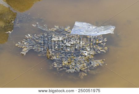 Plastic Drifting In The Waddensea