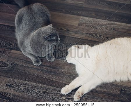 Two Scottish Shorthair Cats, Boy And Girl, Breeding Mating Cats.
