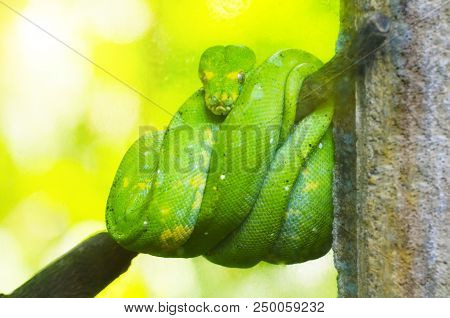 Green Python On The Branches Of Trees In The Jungle
