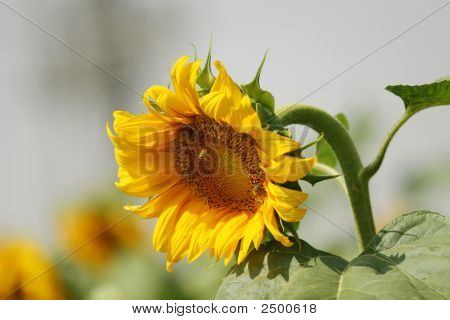 Abeja alcanzando un girasol