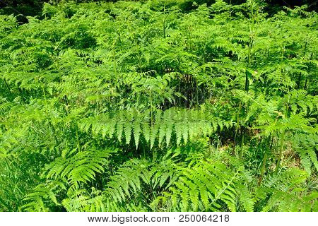 Fern Leaves Closeup With Good Light.  Taken In The Summer In A Forest In Essex, Uk.