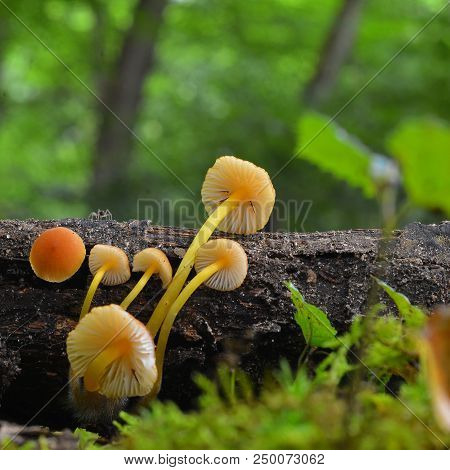 Mycena Renati Mushroom Cluster, The Beautiful Bonnet