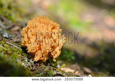 Ramaria Formosa Mushroom, Commonly Known As The Beautiful Clavaria Or Pink Coral Fungus
