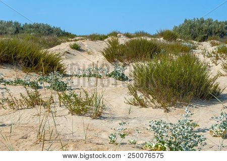 Sand Dunes Dry Plants Drought Road Traces Bushes Thorns