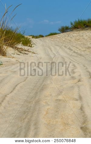 Sand Dunes Dry Plants Drought Road Traces Bushes Thorns