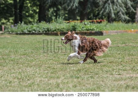 Portrait Of Border Collie On A Walk And Fresbee Dog Training In Belgium