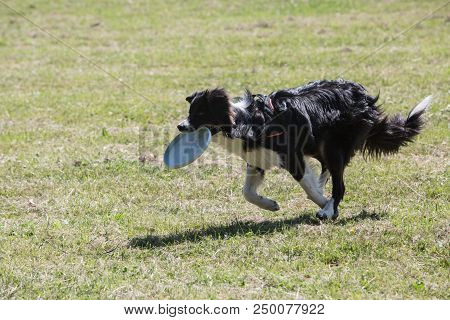 Portrait Of Border Collie On A Walk And Fresbee Dog Training In Belgium