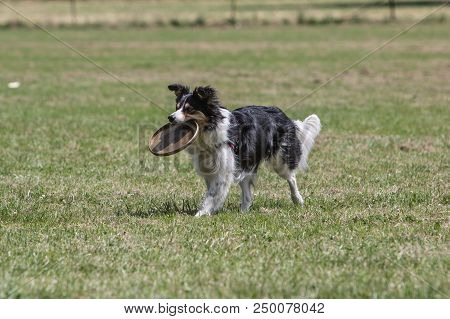 Portrait Of Border Collie On A Walk And Fresbee Dog Training In Belgium