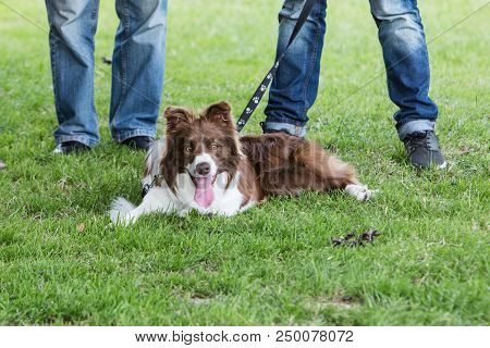 Portrait Of Border Collie On A Walk And Fresbee Dog Training In Belgium