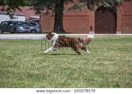 Portrait Of Border Collie On A Walk And Fresbee Dog Training In Belgium