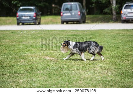 Portrait Of Border Collie On A Walk And Fresbee Dog Training In Belgium