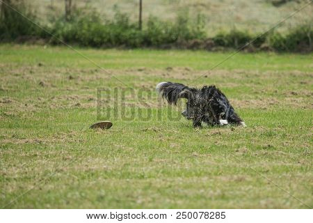 Portrait Of Border Collie On A Walk And Fresbee Dog Training In Belgium