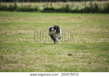 Portrait Of Border Collie On A Walk And Fresbee Dog Training In Belgium