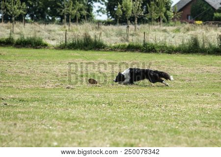 Portrait Of Border Collie On A Walk And Fresbee Dog Training In Belgium