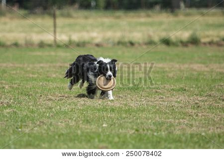Portrait Of Border Collie On A Walk And Fresbee Dog Training In Belgium
