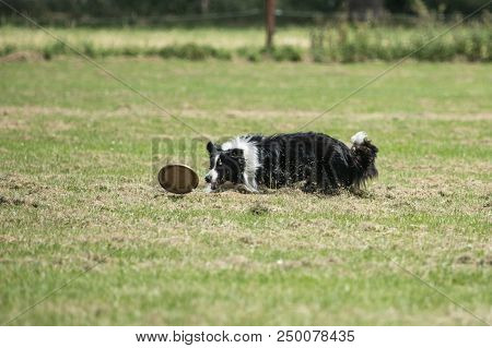 Portrait Of Border Collie On A Walk And Fresbee Dog Training In Belgium