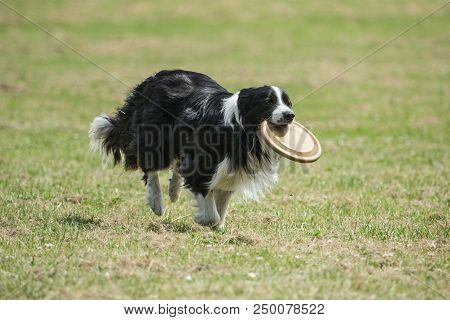 Portrait Of Border Collie On A Walk And Fresbee Dog Training In Belgium