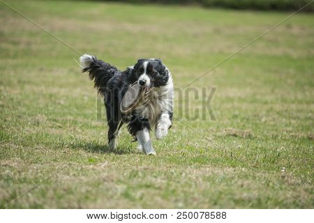 Portrait Of Border Collie On A Walk And Fresbee Dog Training In Belgium