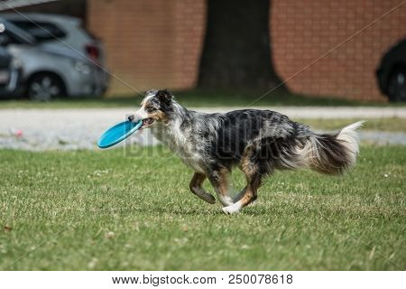 Portrait Of Border Collie On A Walk And Fresbee Dog Training In Belgium