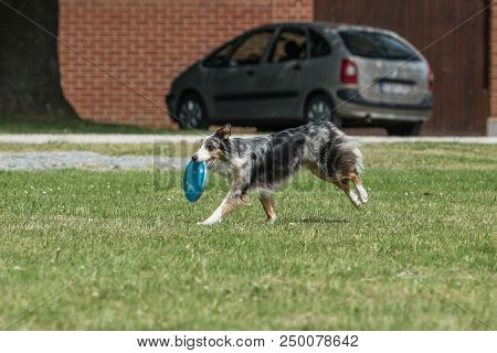 Portrait Of Border Collie On A Walk And Fresbee Dog Training In Belgium