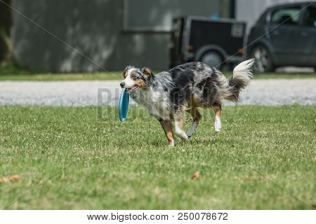 Portrait Of Border Collie On A Walk And Fresbee Dog Training In Belgium