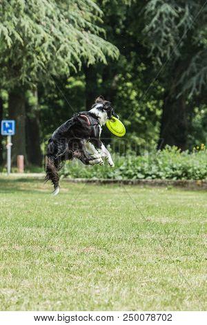 Portrait Of Border Collie On A Walk And Fresbee Dog Training In Belgium
