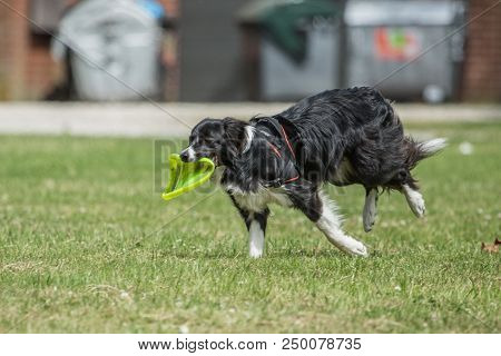 Portrait Of Border Collie On A Walk And Fresbee Dog Training In Belgium