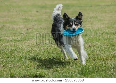 Portrait Of Border Collie On A Walk And Fresbee Dog Training In Belgium