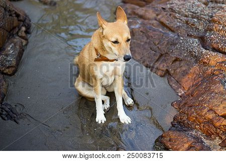 Young Dog Sitting Sad On The Beach Between Two Rocks In Arambol India