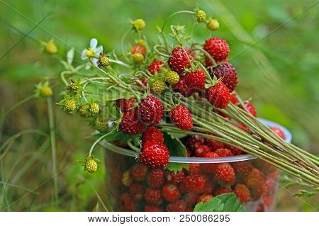 Bouquet Of Wild Forest Strawberries Lying On A Cup Full Of Picked Berries