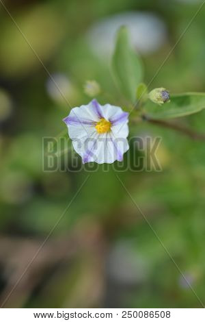 White Potato Bush - Latin Name - Lycianthes Rantonnetii Alba