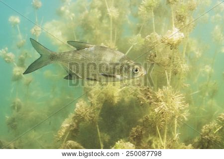 Underwater Photography Of Carp Bream (abramis Brama). Beautiful Fish In Close Up Photo. Underwater P