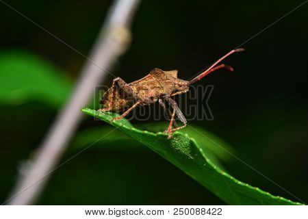 Large Brown Shield  Bug  On Green Leaf  In Nature