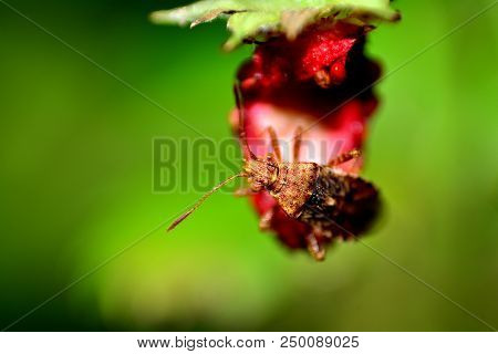 Large Brown Shield  Bug On Red Strawberry  In Green Nature