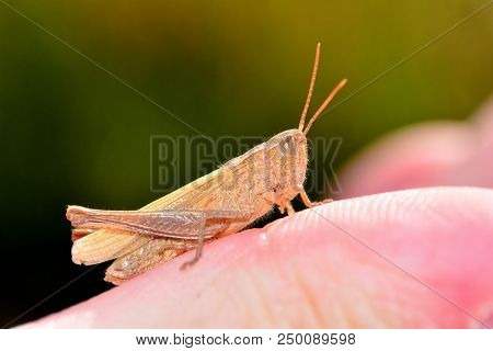 White-margined Grasshopper   (   Locust Chorthippus Albomarginatus   ) On Human Hand
