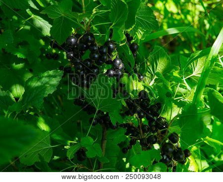 Branches Strewn With Black Currant Berries In The Garden