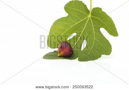 Martineca Rimada Fig On Leaf