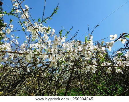 Branches Of Blooming Cherry Plums In The Early Spring In The Garden.