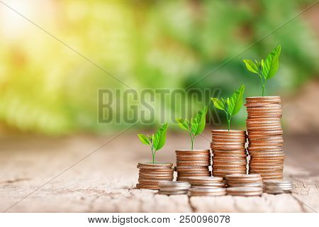 Tree Growing On Coins Stack With Sun Ray For Saving Money Concept