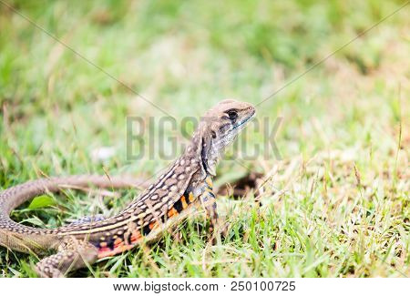 Closeup Of An Leiolepis Belliana, Common Butterfly Lizard On The Grass In Khao Sam Roi Yot National 