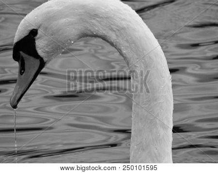 The Schwan Shows Me His Best Side