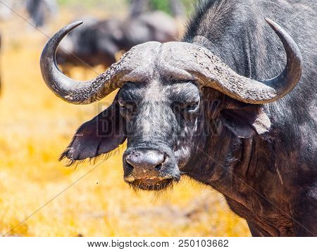 Close-up Portrait Of African Cape Buffalo, Syncerus Caffer, Moremi Game Reserve, Okavango Region, Bo