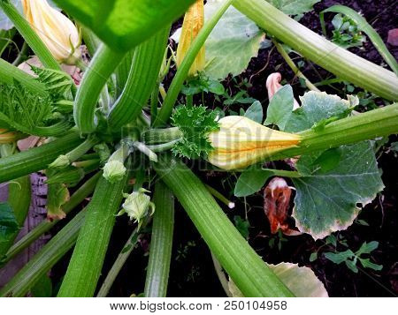 Zucchini Blossom. Vegetable Garden. Siberian Nature. Buds Leaves Stems Earth