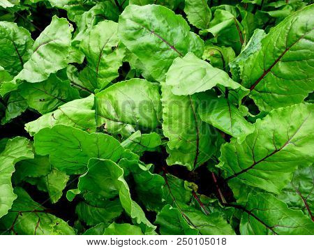 Beet Leaves. Vegetable Garden. Siberian Nature Cultivated Plants
