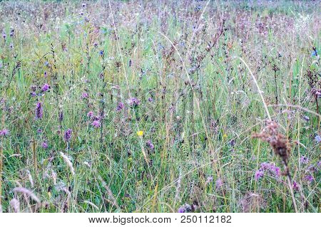 Wild Flower Field After Rain, Close View