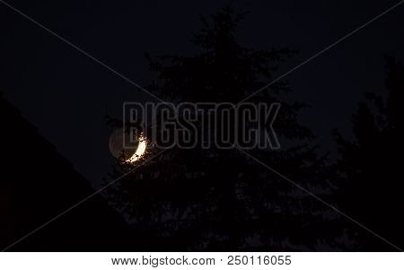 Half Moon Rises Behind Pine Trees At The Night Sky